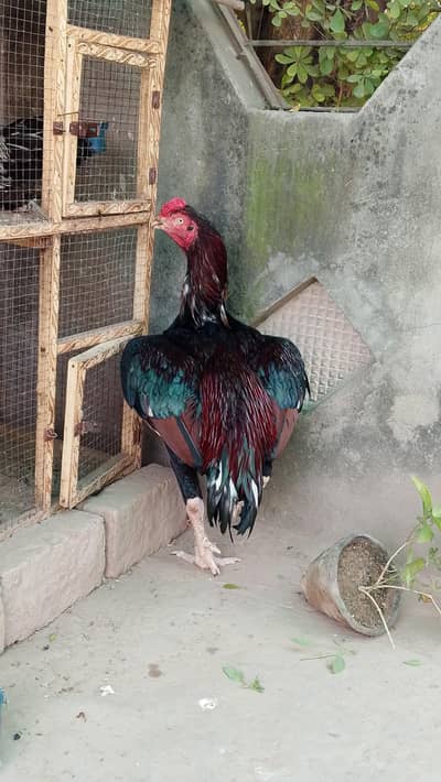 breeder pair  available for sale