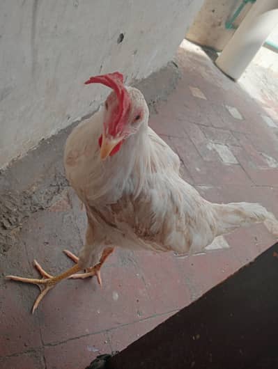 murgha murghi sale