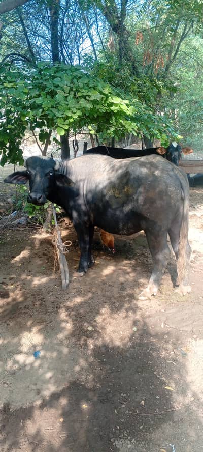 katti for sale. kheeri katti ha