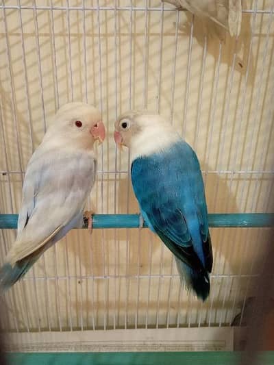 breeder pair