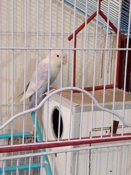 breeder pair 1