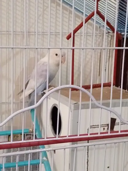 breeder pair — photo 2