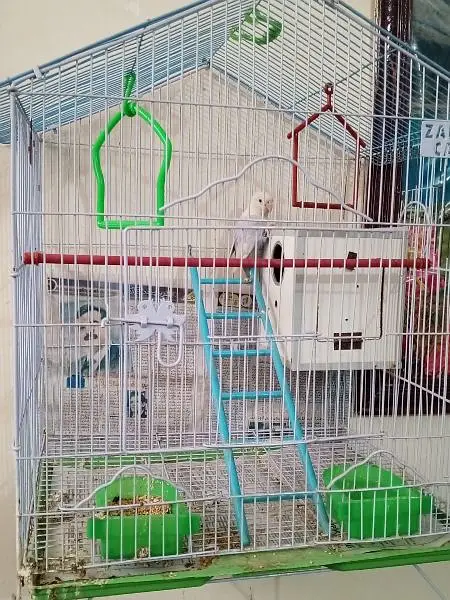 breeder pair — photo 3