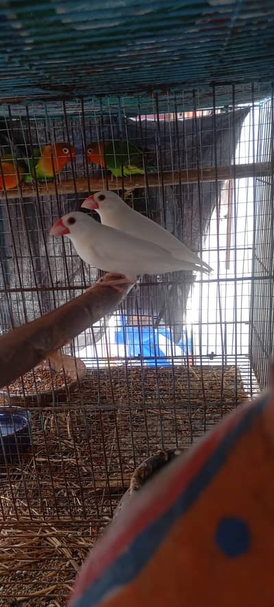 White Java Pair For Sale