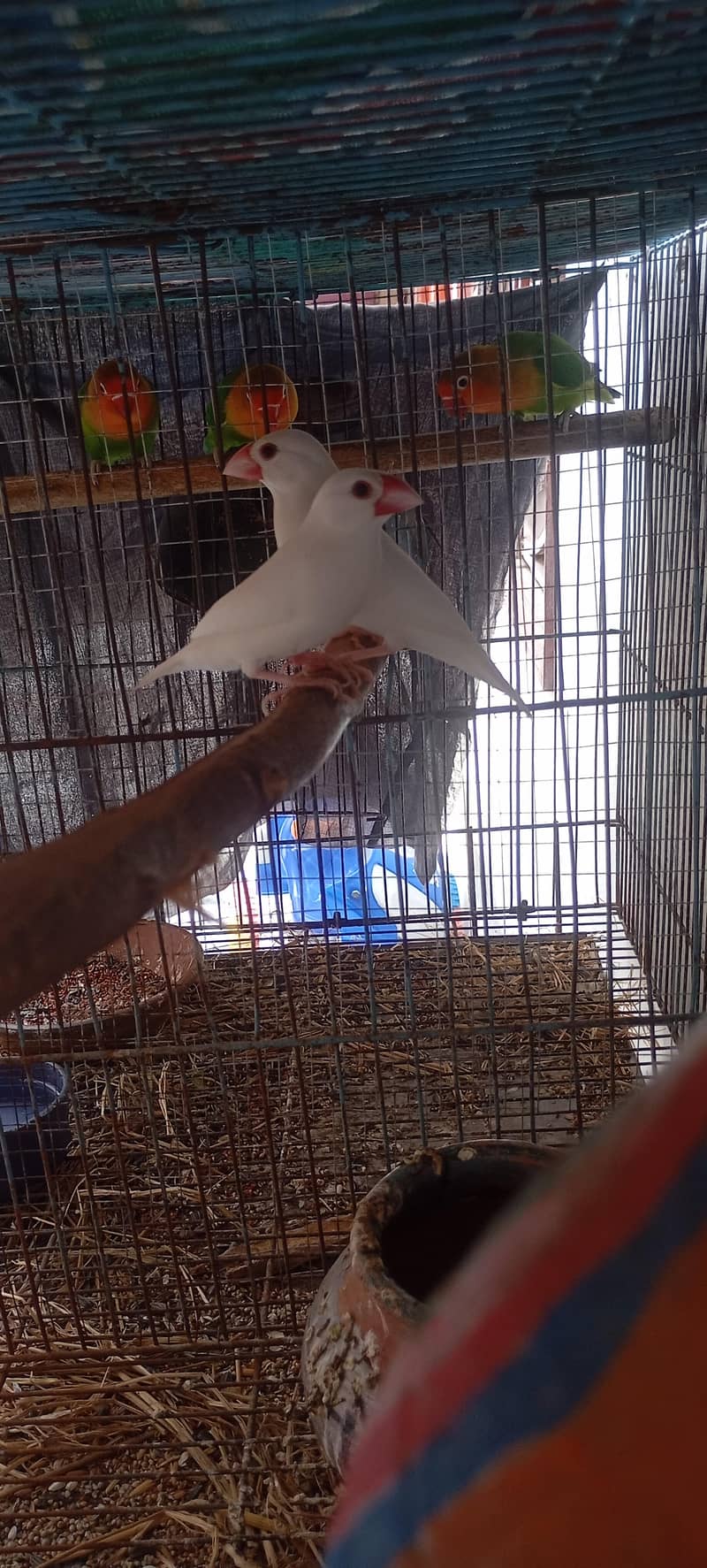 White Java Pair For Sale 1