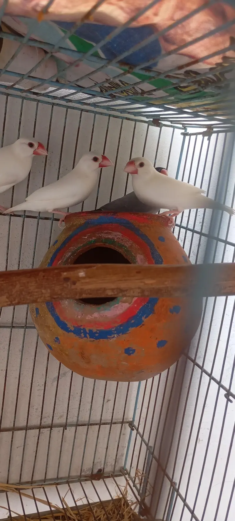 White Java Pair For Sale — photo 3