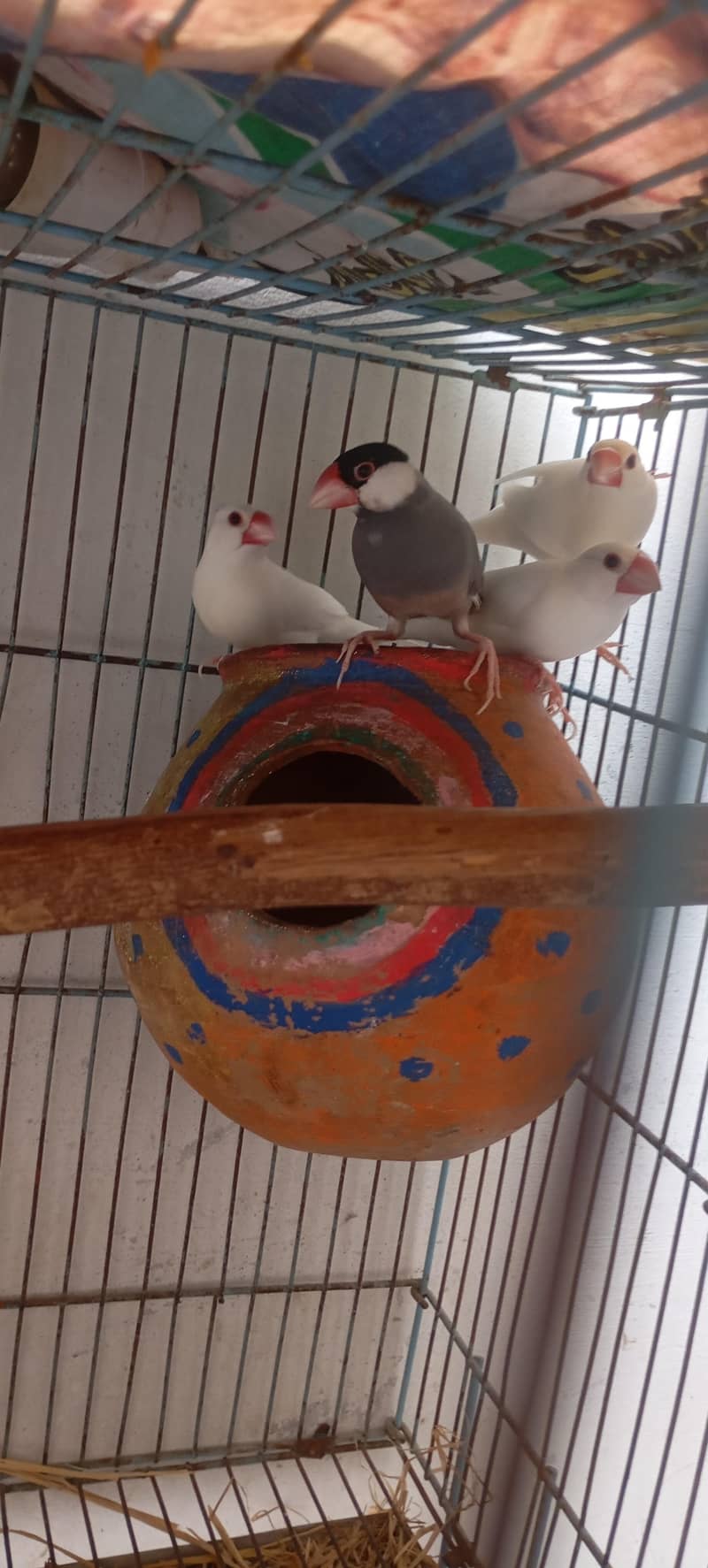 White Java Pair For Sale 3