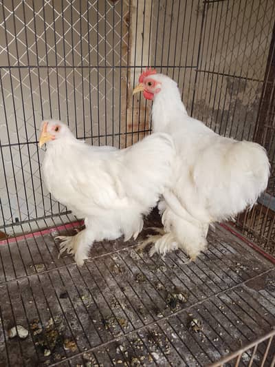 white bantam pair