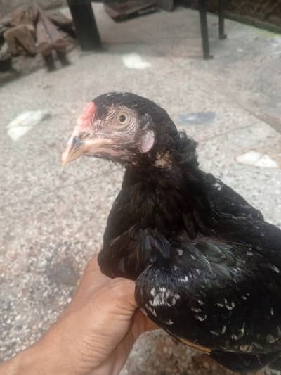 Aseel Black murgi