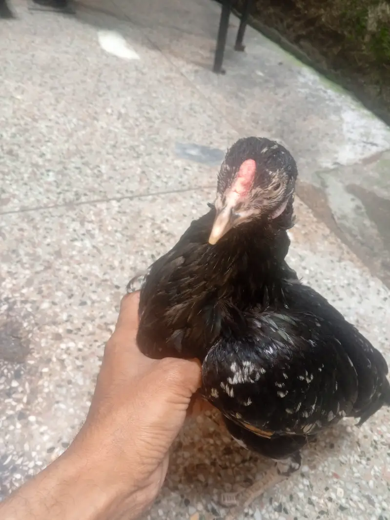 Aseel Black murgi — photo 2