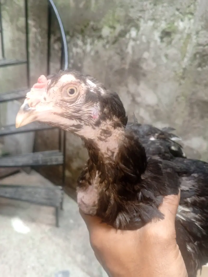 Aseel Black murgi — photo 3