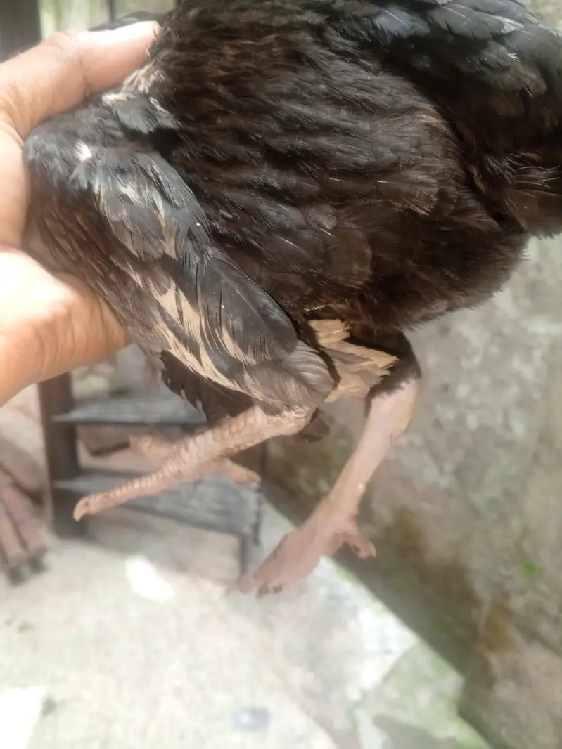 Aseel Black murgi — photo 4