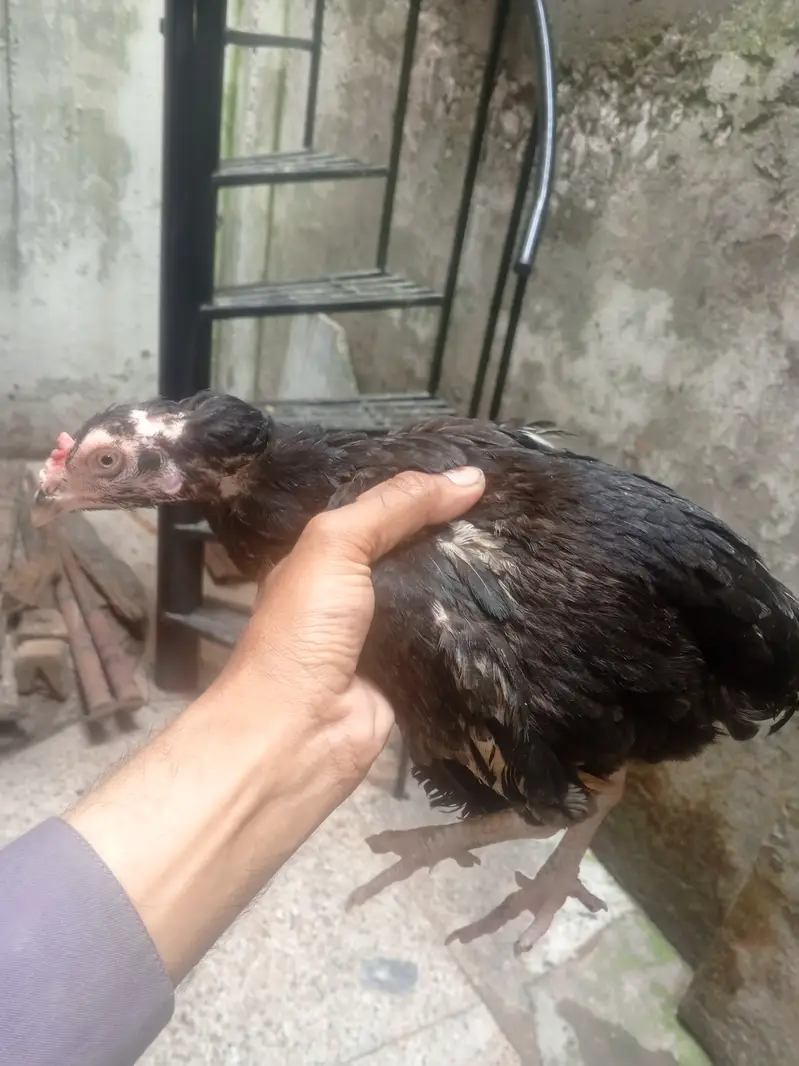 Aseel Black murgi — photo 5