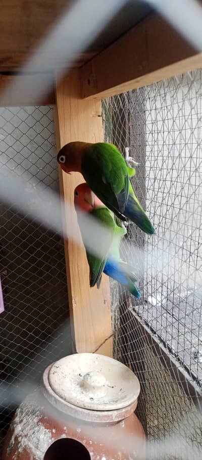 love birds