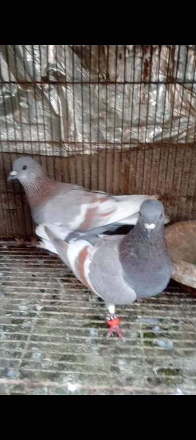 For sale breeder pair grantad breeder