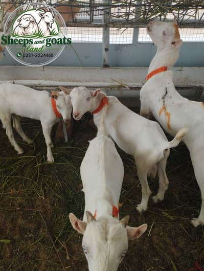 zero size teddy males for sale in karachi