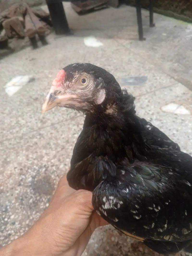 Aseel Black murgi — photo 2