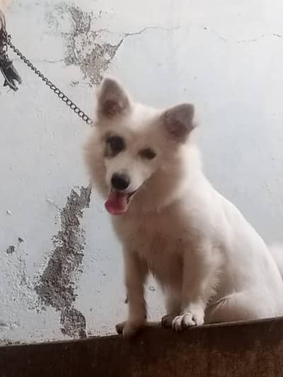 puppy for entertainment