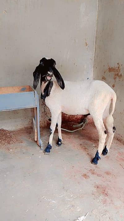 DUMBA FOR SELL watsub nnmr 03181237677