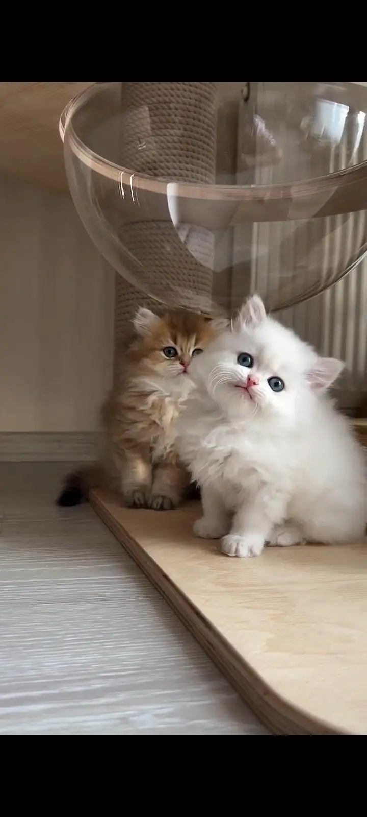 Persian kittens | triple coat | fluffy | 0327//64100//26 — photo 2