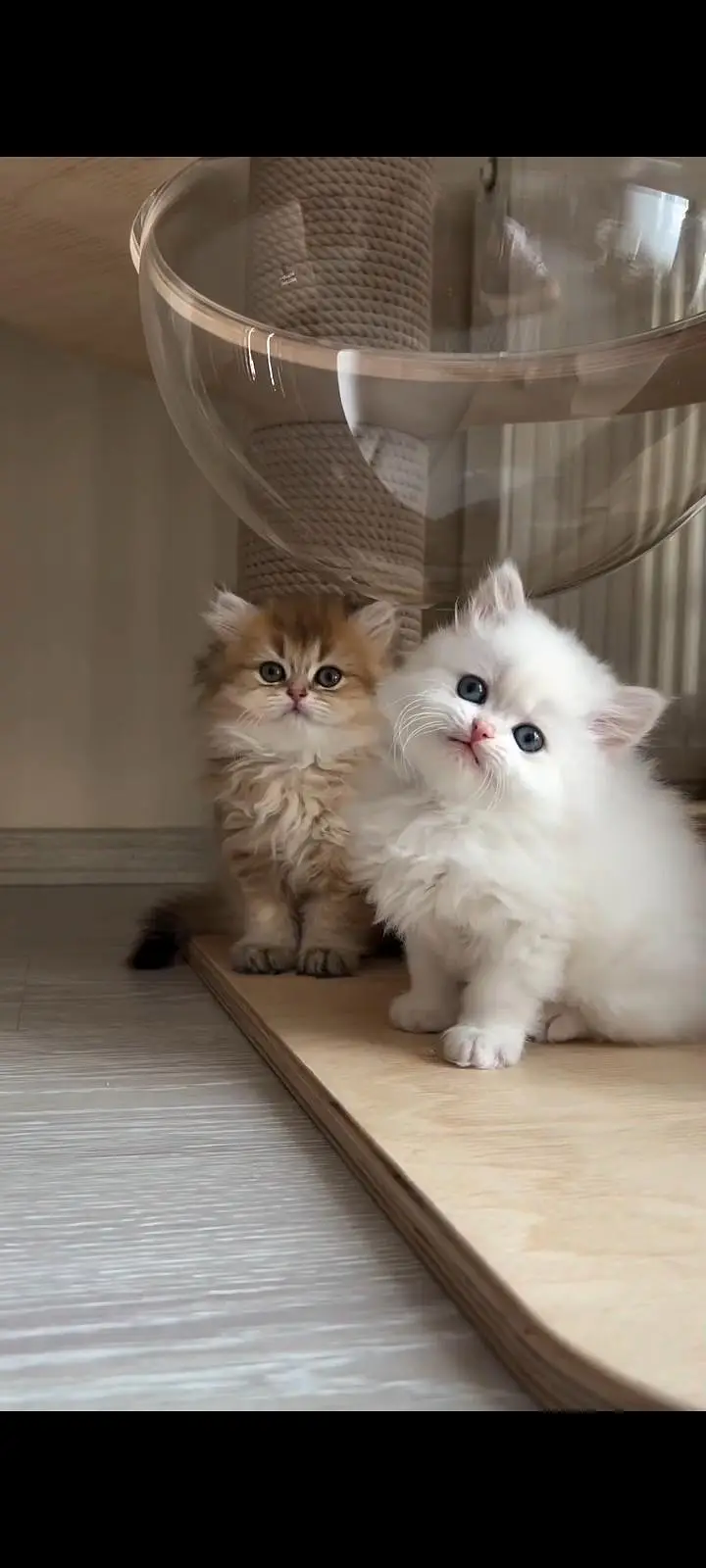 Persian kittens | triple coat | fluffy | 0327//64100//26 — photo 4