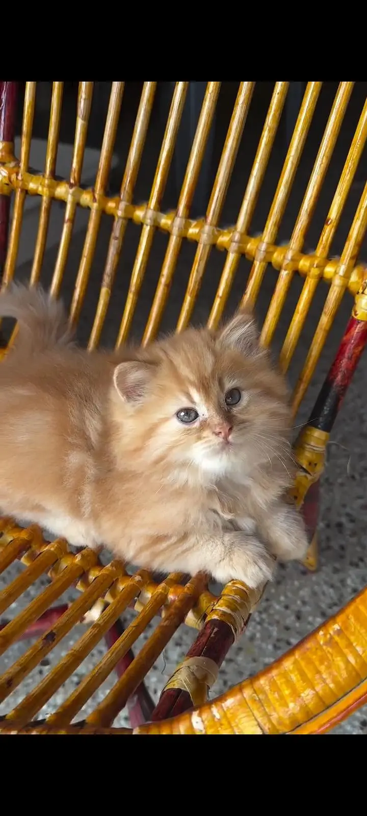 Persian kittens | triple coat | fluffy | 0327//64100//26 — photo 3