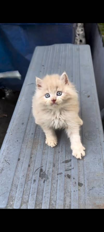 Persian kittens | triple coat | fluffy | 0327//64100//26