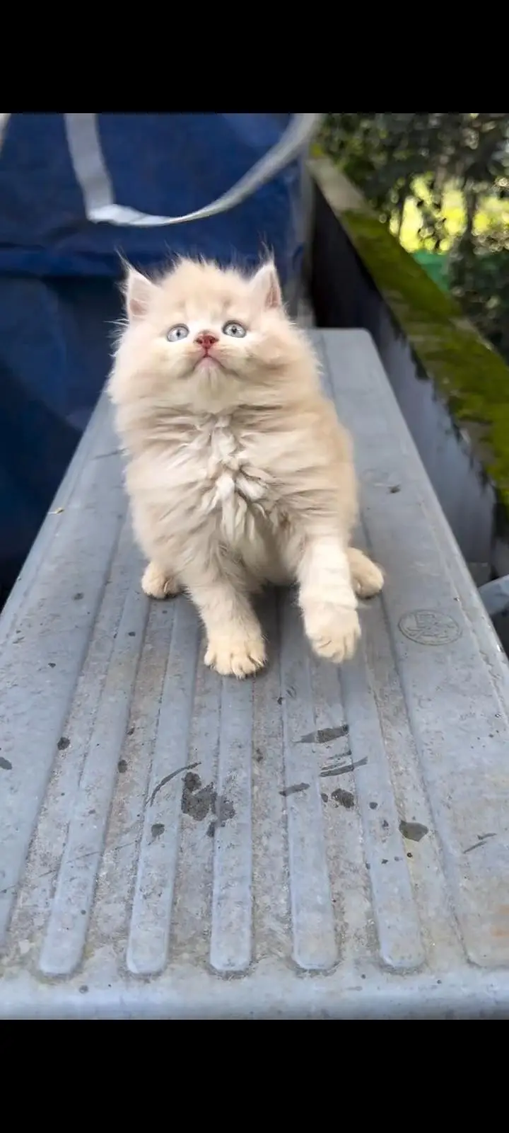 Persian kittens | triple coat | fluffy | 0327//64100//26 — photo 3