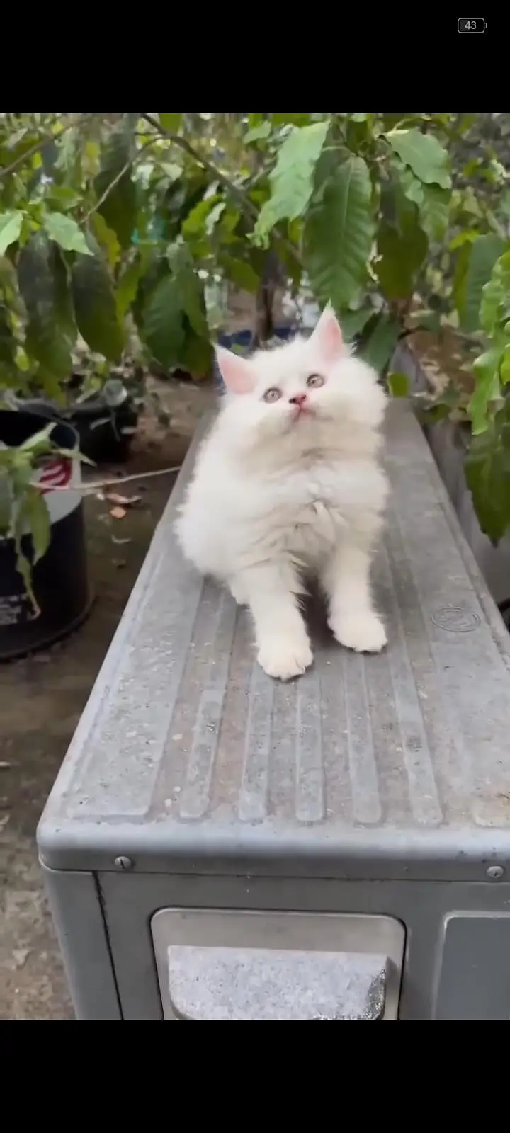 Persian kittens | triple coat | fluffy | 0327//64100//26 — photo 4