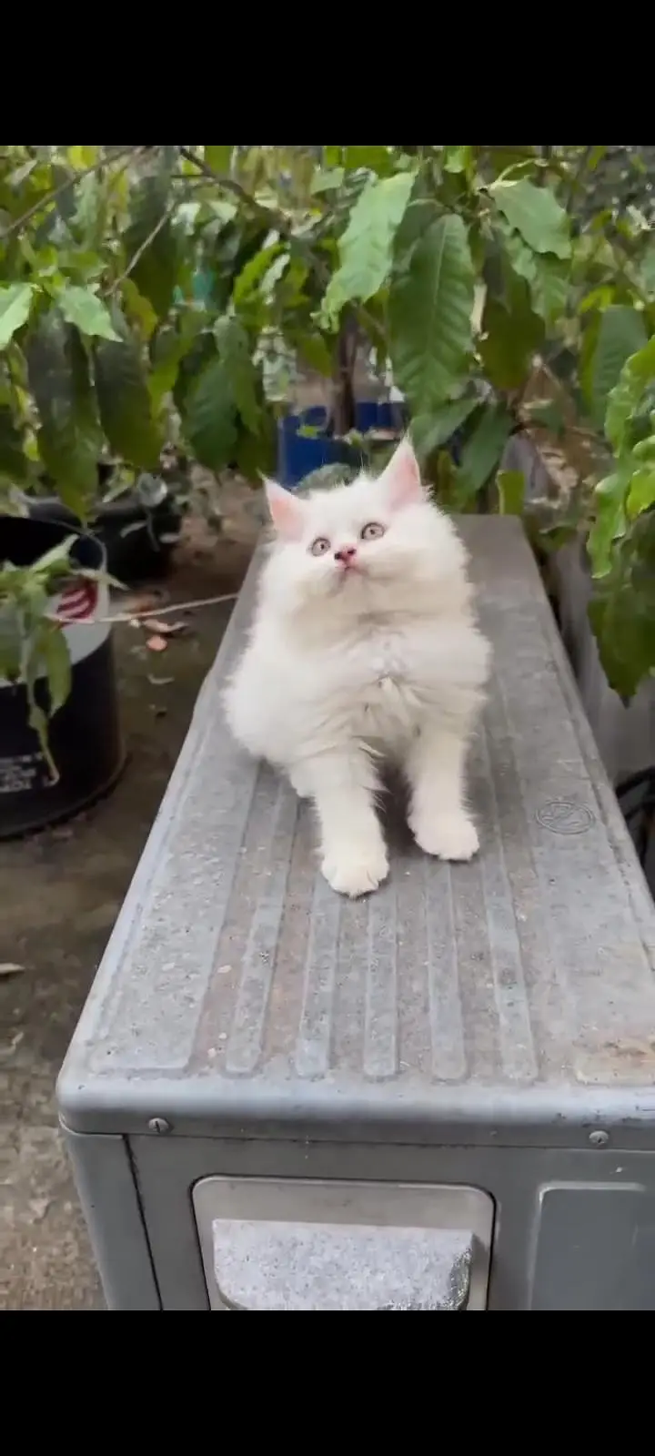 Persian kittens | triple coat | fluffy | 0327//64100//26 — photo 5