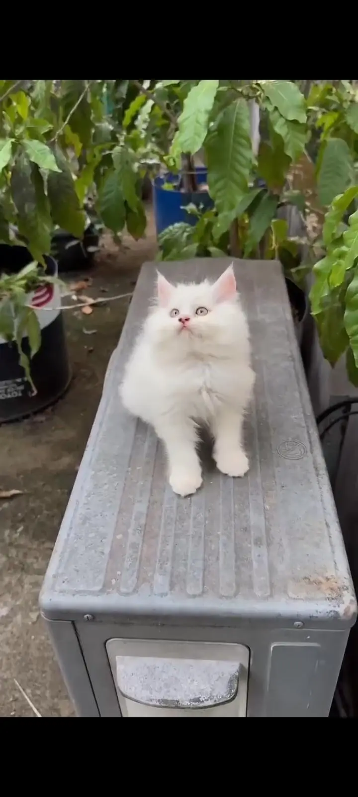 Persian kittens | triple coat | fluffy | 0327//64100//26 — photo 6