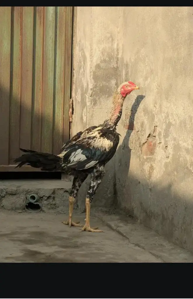 jawa murga hai sale kar Raha ho bas paso ki zarurat par gayi hai