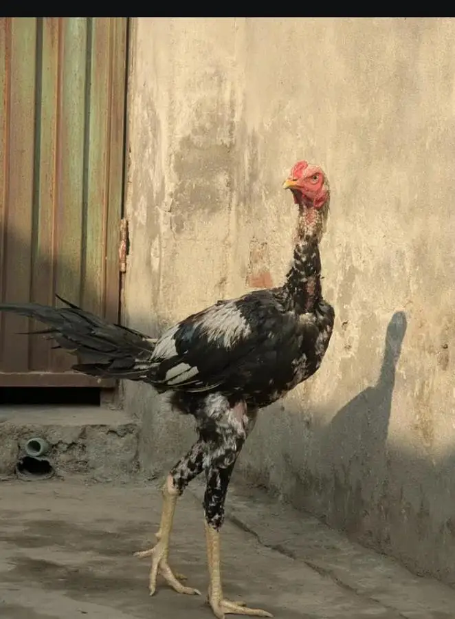 jawa murga hai sale kar Raha ho bas paso ki zarurat par gayi hai — photo 2