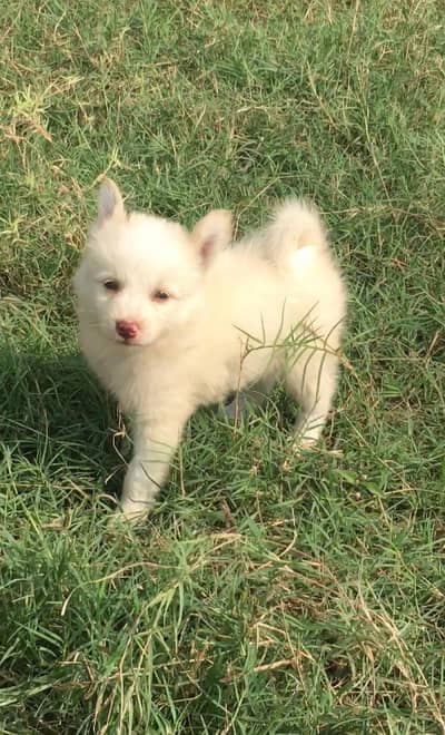 Russian puppy Pink nose male