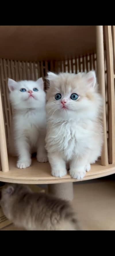 Persian kittens | triple coat | fluffy | 0327//64100//26