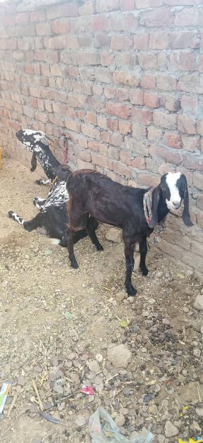 goate  withe baby