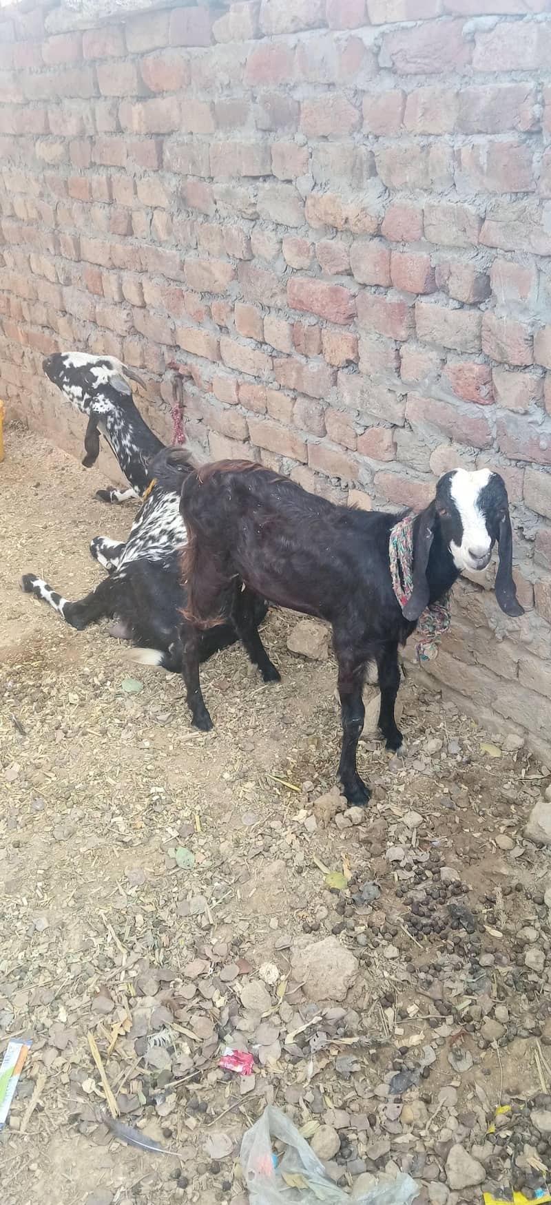goate  withe baby 0