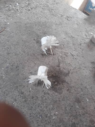 Lakha Pigeon Chicks for Sale