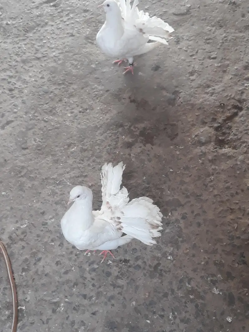 Lakha Pigeon Chicks for Sale — photo 2