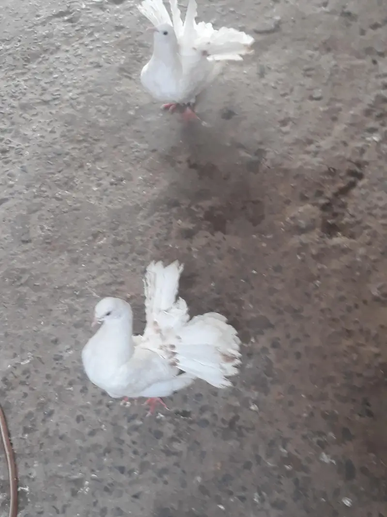 Lakha Pigeon Chicks for Sale — photo 3
