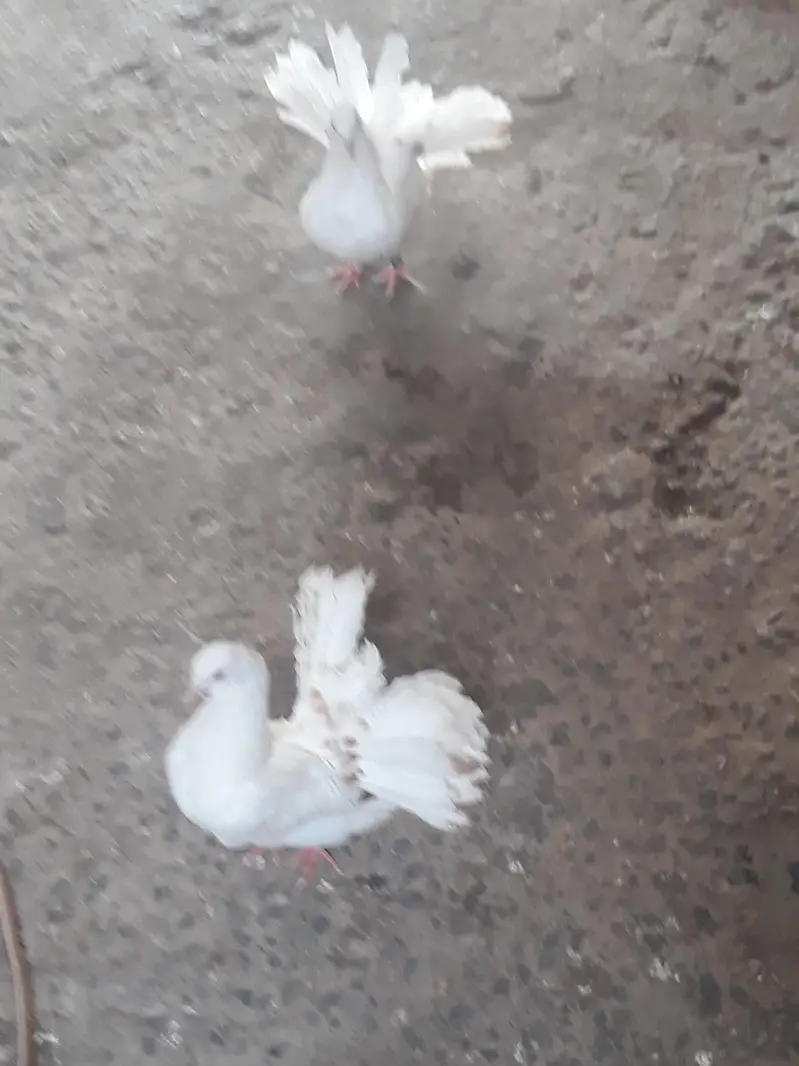 Lakha Pigeon Chicks for Sale — photo 4
