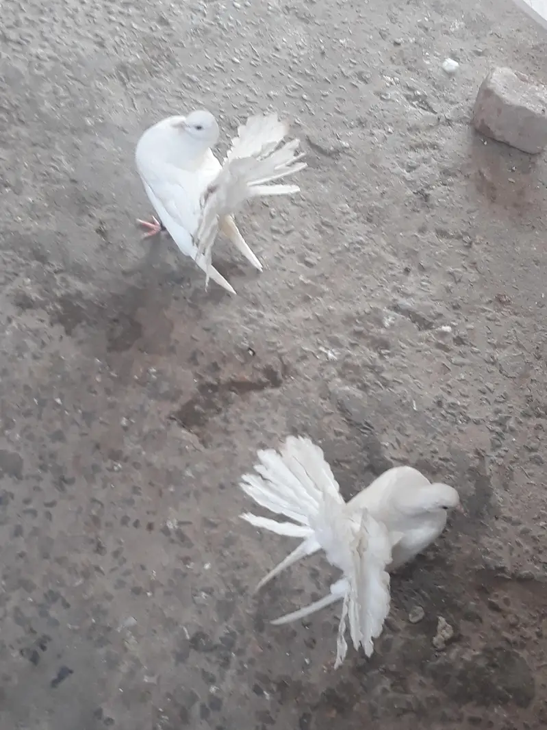 Lakha Pigeon Chicks for Sale — photo 5