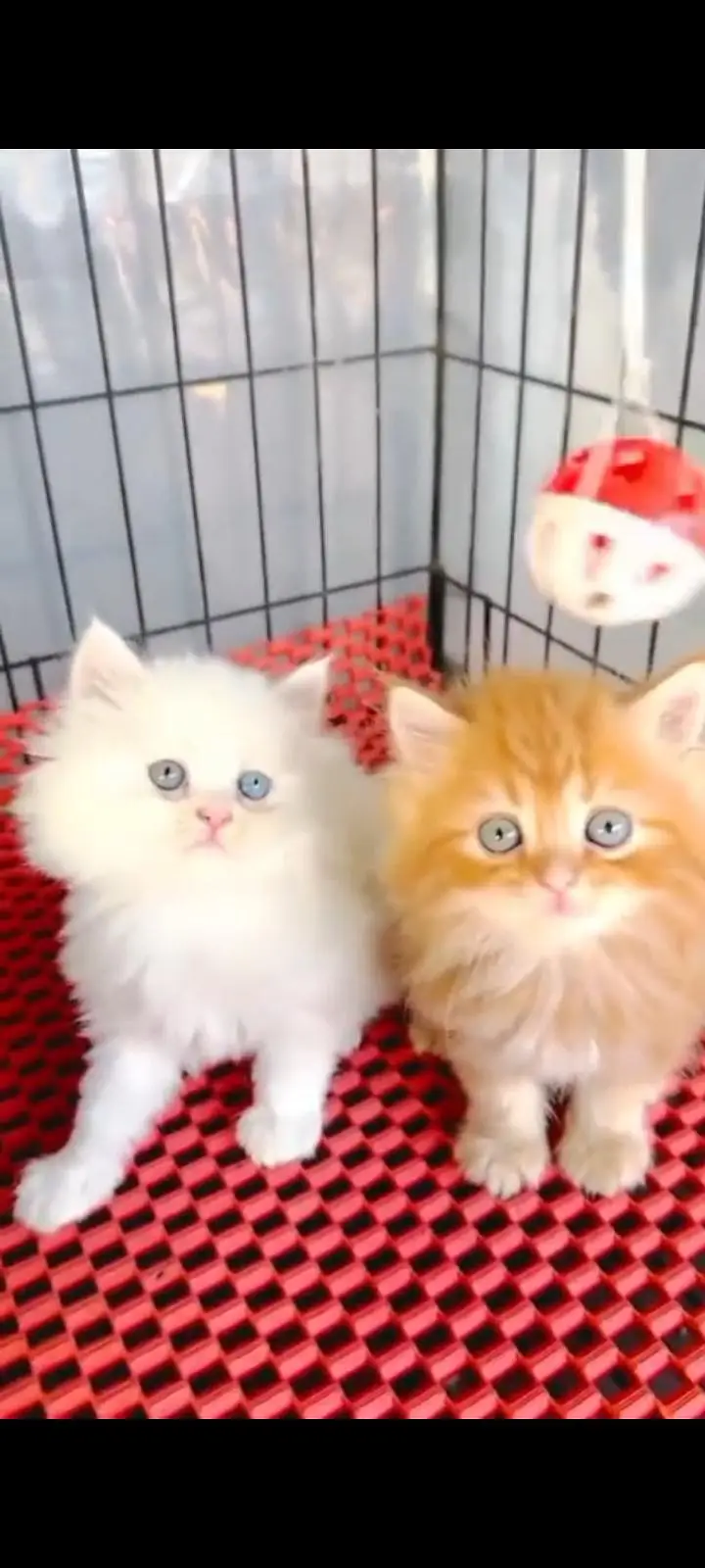 Persian kittens | triple coat | fluffy | 0327//64100//26