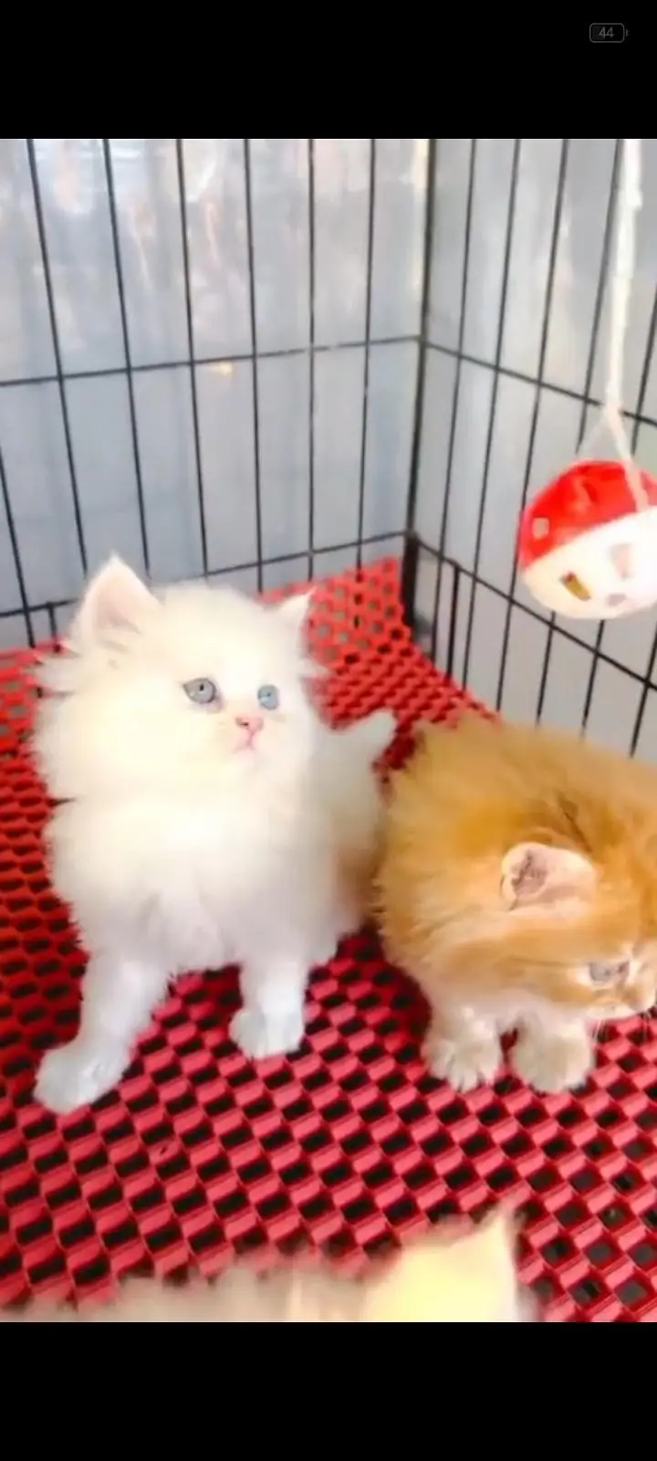 Persian kittens | triple coat | fluffy | 0327//64100//26 — photo 2