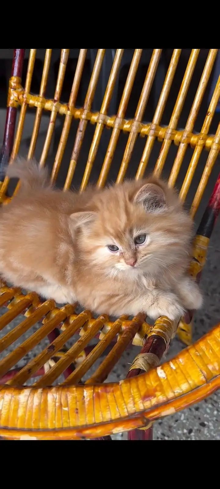Persian kittens | triple coat | fluffy | 0327//64100//26 — photo 2