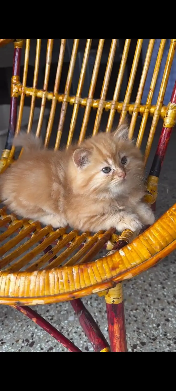 Persian kittens | triple coat | fluffy | 0327//64100//26 — photo 3