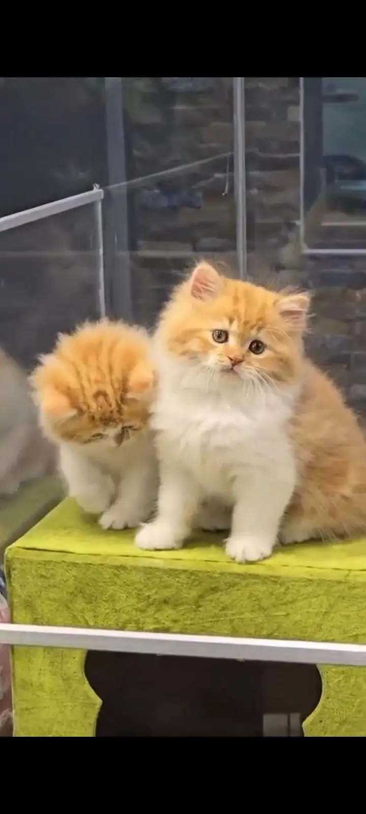 Persian kittens | triple coat | fluffy | 0327//64100//26 — photo 2