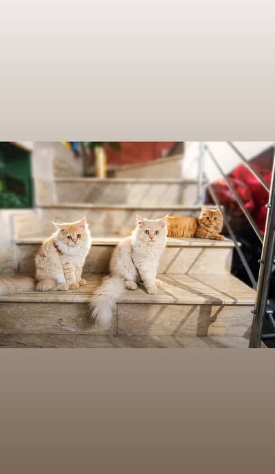 Adorable 4 Months 3 Persian Kittens Available for Loving Homes