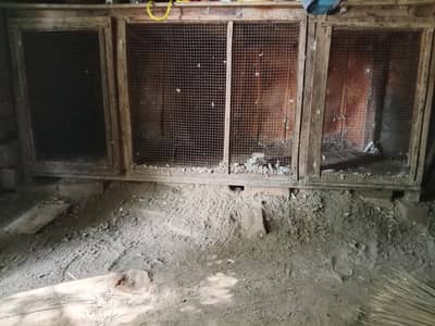 CAGE FOR PIGEONS  HENS AND PERROTS WITH 6 PAIR OF FANCY LAKKA PIGEON