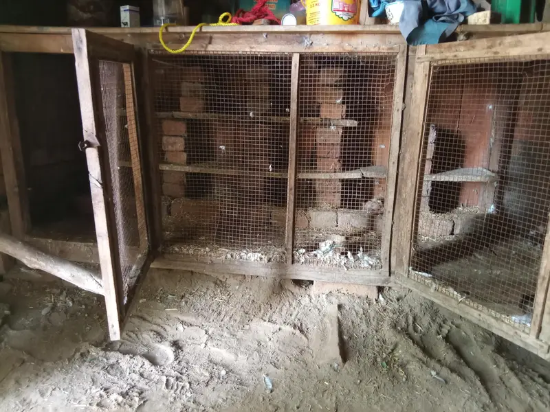 CAGE FOR PIGEONS  HENS AND PERROTS WITH 6 PAIR OF FANCY LAKKA PIGEON — photo 2